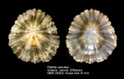 Patella caerulea